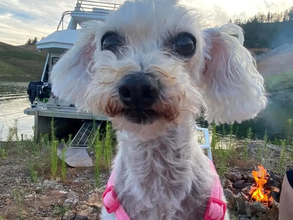 Small white poodle mix in a pink harness by a lakeside campfire next to a Silverthorn houseboat on Shasta Lake