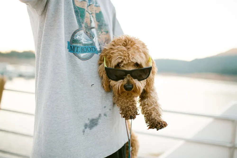 Goldendoodle wearing sunglasses being carried along the Silverthorn Resort dock at sunset on Shasta Lake