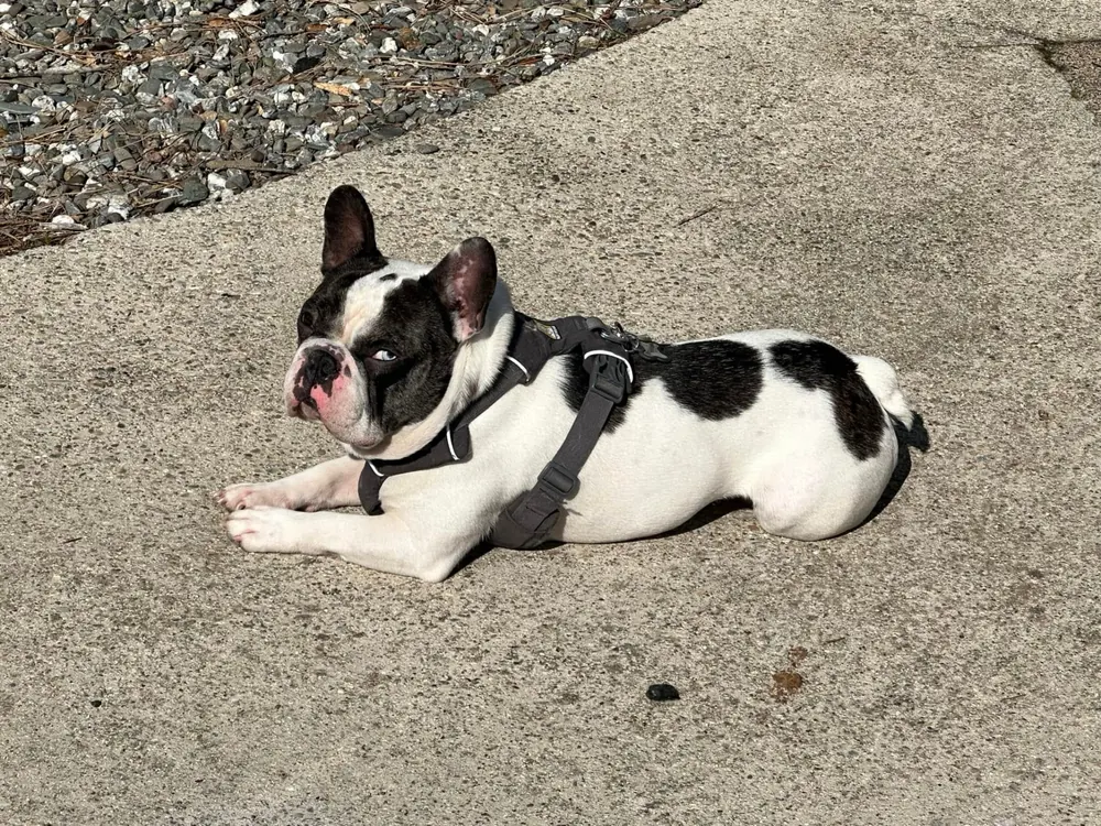 Black and white French bulldog resting in the sun on the shaded dock walkway at Silverthorn Resort