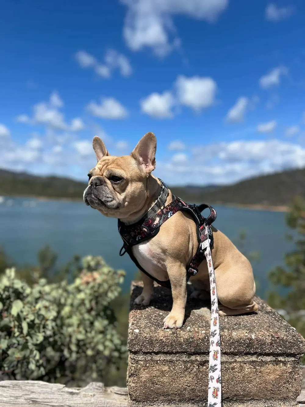 Tan French bulldog posing on a stone wall at a Shasta Lake overlook above the Silverthorn Resort marina