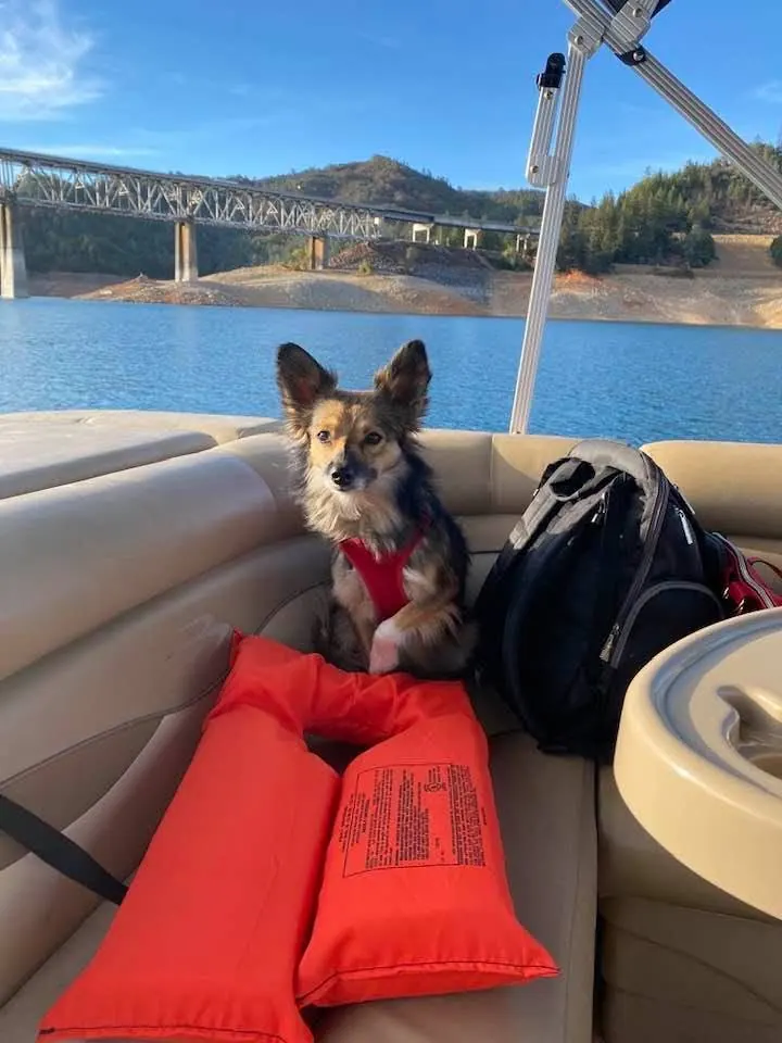 Sheltie mix in a red harness sitting on a rental pontoon boat near the Shasta Dam bridge on Shasta Lake