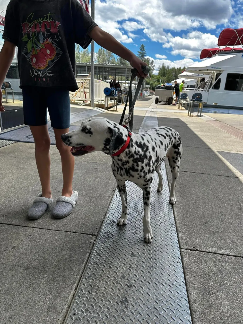 Dalmatian on a leash walking the boarding ramp at the Silverthorn Resort houseboat marina