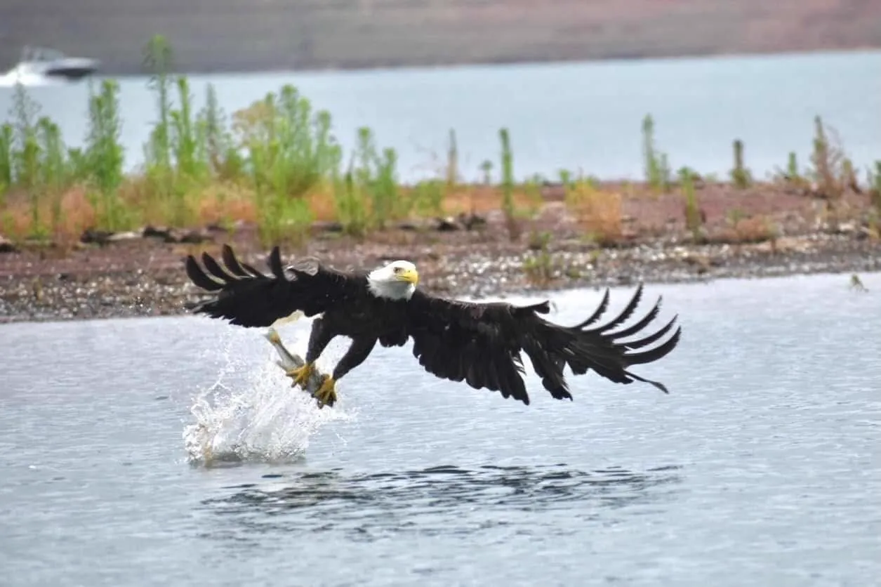Bald eagle snatching a fish from Shasta Lake with wings spread wide