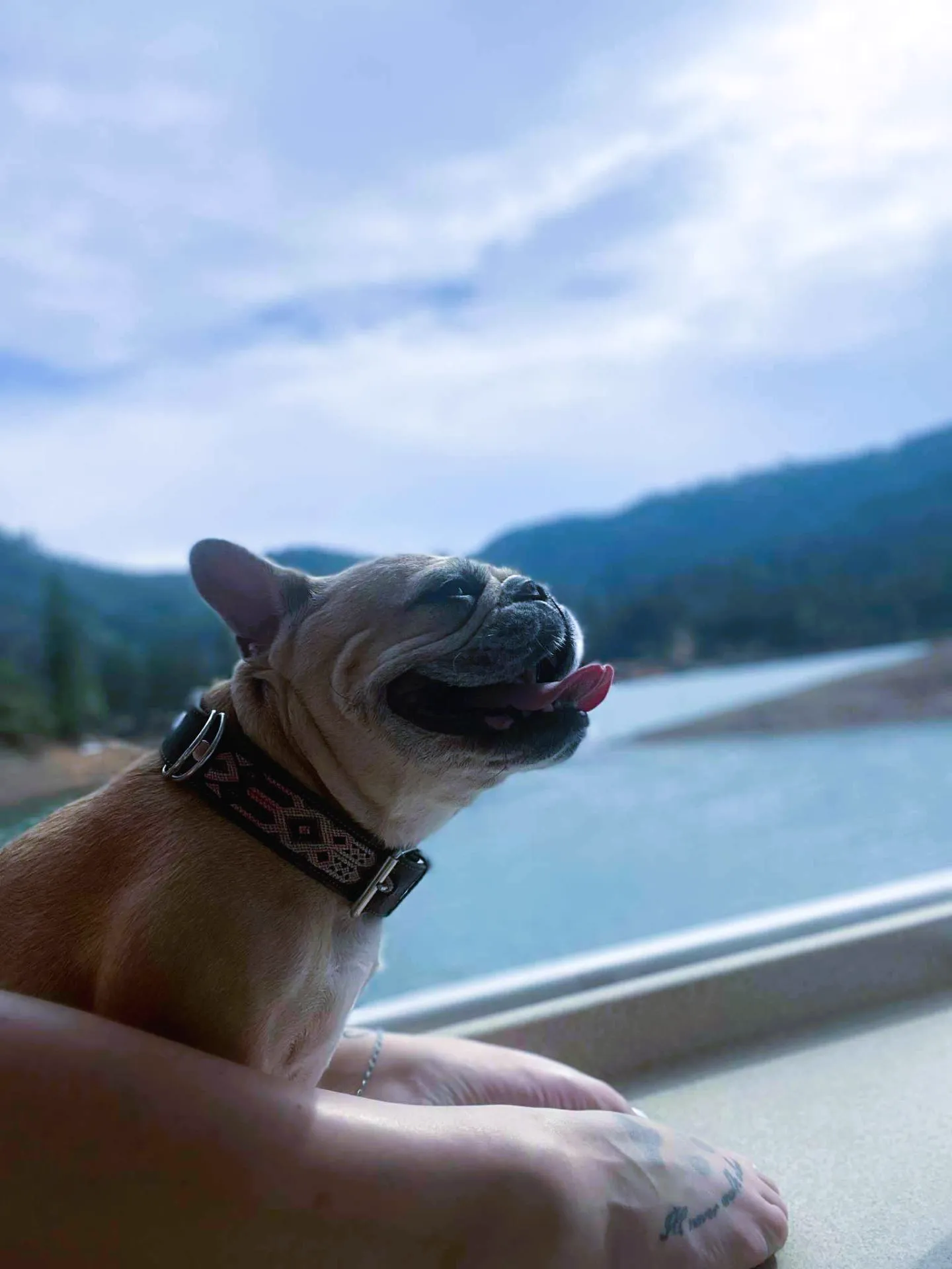 Happy French bulldog enjoying the view from a houseboat on Shasta Lake